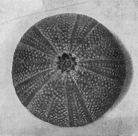 TEST OR SHELL OF A SEA-URCHIN.