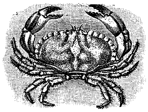 THE CRAB.