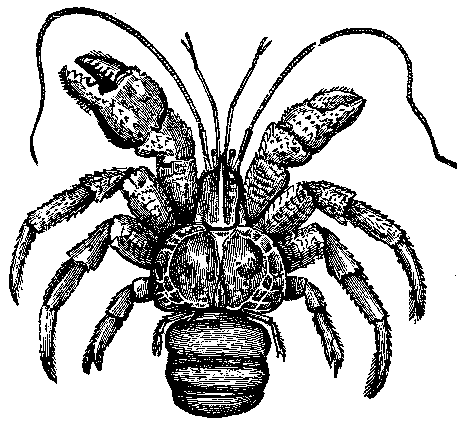 PURSE CRAB.