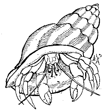 HERMIT CRAB IN WHELK'S SHELL.