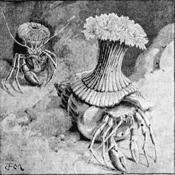 HERMIT CRAB WITH SEA FLOWERS.