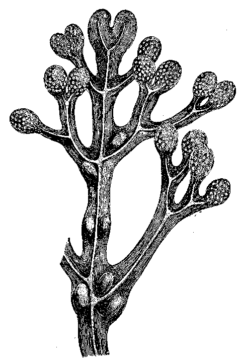 SEA-WEED FROND.