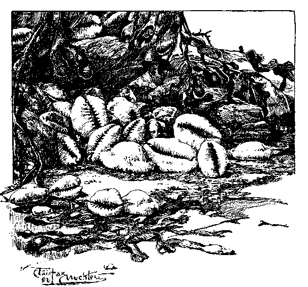 COWRIES.