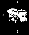 SECOND PHALANX OR OS CORONÆ