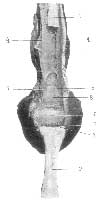 THE FLEXOR PERFORATUS AND FLEXOR PERFORANS TENDONS