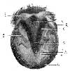 INFERIOR ASPECT OF HOOF