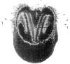 HOOF WITH THE SENSITIVE STRUCTURES REMOVED