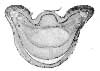 SECTION OF FOOT OF EQUINE FOETUS, SEVENTY-SEVEN DAYS OLD