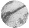 SECTION FROM CALF EMBRYO