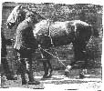 THE SIDE-LINE ADJUSTED PREPARATORY TO SECURING THE NEAR HIND-FOOT.