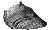 HOOF WITH THE RIBS OR RINGS CAUSED BY CHRONIC LAMINITIS.