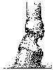 THE CLUB-FOOT.