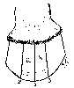 DIAGRAM OF HOOF SHOWING THE POSITION OF THE THREE GROOVES MADE IN THE TREATMENT OF LAMINITIS.