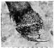 OFF FORE-FOOT AFFECTED WITH SPECIFIC CORONITIS.