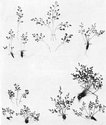Rue Spleenwort