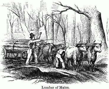 Lumber of Maine. Oxen pulling a wagon full of lumber with their two handlers.