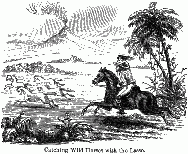 Catching Wild Horses with the Lasso. A man on his horse with a lasso chasing a herd of horses.