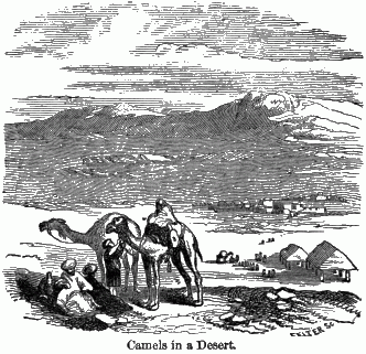Camels in a Desert. Two camels and some men in the foreground of a desert camp.