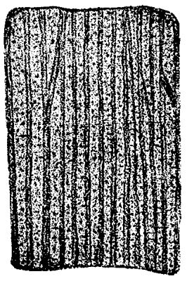 FIG. 9.—<i>Calamodendron,</i> Commentry; prosenchymatous portion of the wood carbonized, X200.
