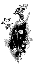 Pimpernel.