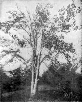 SITE OF DENTON OFFUTT'S STORE.