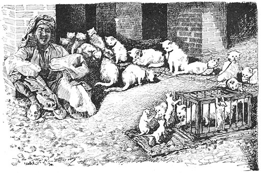 De kattenkoopman (Blz 188.)