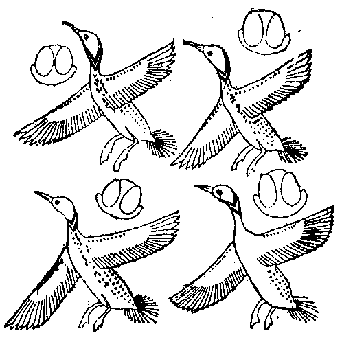 Fig 23.--Ceiling pattern from tomb of Aimadûa, Twentieth Dynasty.