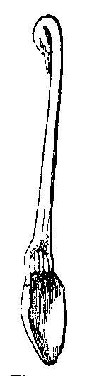 Fig 242.--Spoon. 