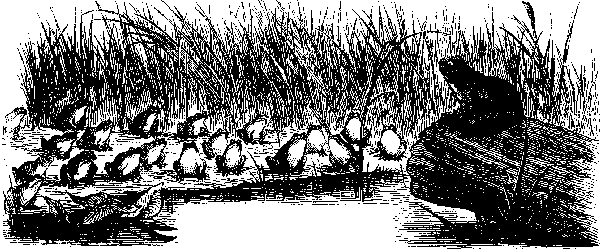 Daddy Frog & Children