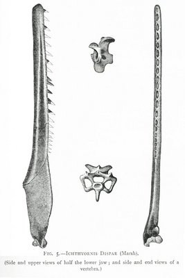FIG. 5.—ICHTHYORNIS DISPAR (Marsh). FIG. 5.—ICHTHYORNIS DISPAR (Marsh).