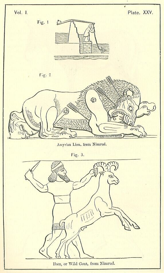 Plate 25 