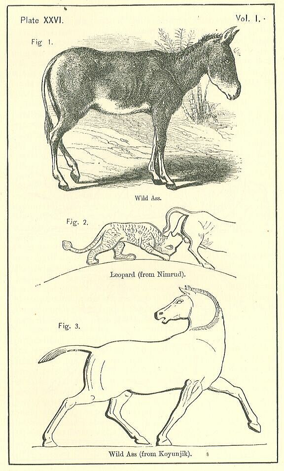 Plate 26 
