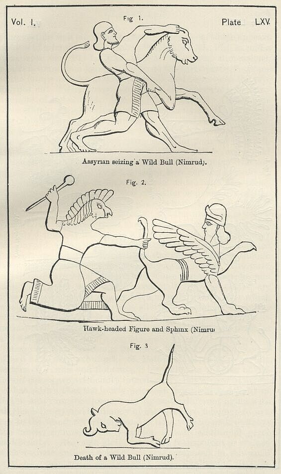 Plate 65 