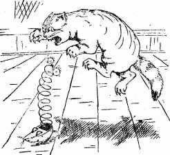 cat chases rat
