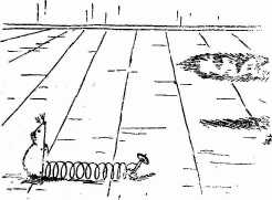 cat chases rat