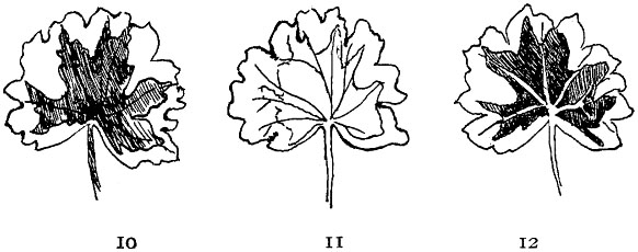 Fig. 64.