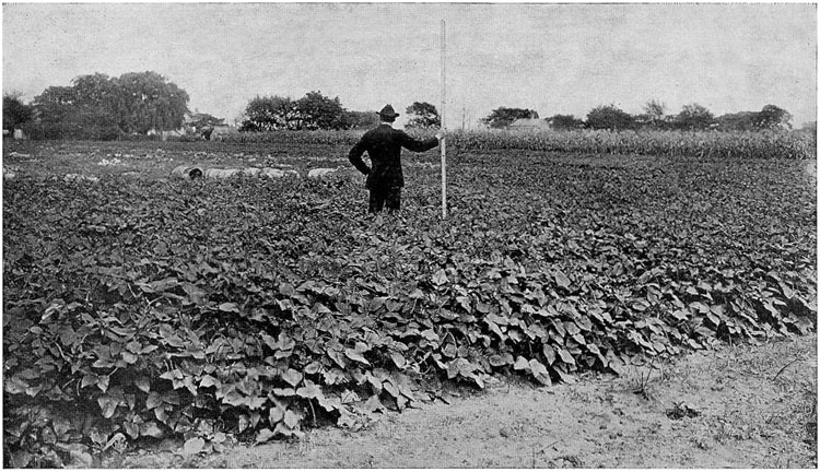 Fig. 79.