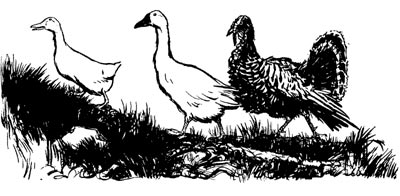 Henny-penny, Cocky-locky Ducky-daddles, Goosey-poosey, and Turkey-lurkey Henny-penny, Cocky-locky Ducky-daddles, Goosey-poosey, and Turkey-lurkey