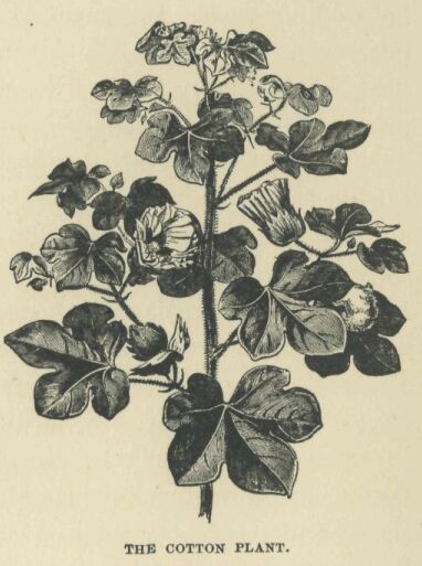 157.jpg the Cotton Plant 