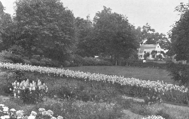 An Iris Hedge.