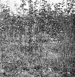 The new and valuable hardy raspberry No. 4, growing at State Fruit-Breeding Farm.