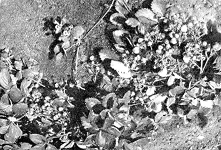A typical everbearing strawberry plant as it appears in September.