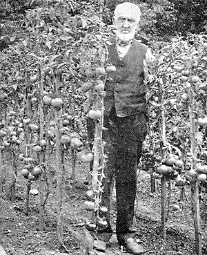 Wm. Mansfield and his big tomatoes, Casselton, N. D.