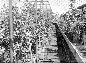 View in fruit-breeding greenhouse, State College, Brookings, S. D.  This is Prof. N. E. Hansen's laboratory, where he works out his problems in cross-breeding. (See opposite page.)
