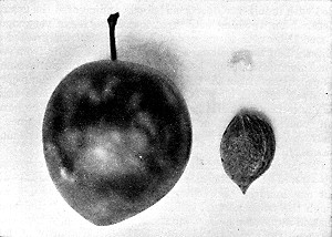 The Waneta plum. A promising variety originated and introduced by Prof. N. E. Hansen.