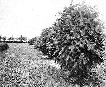 Mountain Ash windbreak at Devil's Lake, N. D.