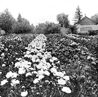 Looking up the rows of a bed of our seedlings three years after transplanting. The white variety in the centre of the picture is Frances Willard, considered by us one of the world's best whites. At the time this picture was taken, the flowers were just opening, so one gets no idea of the size of the blooms after they open.