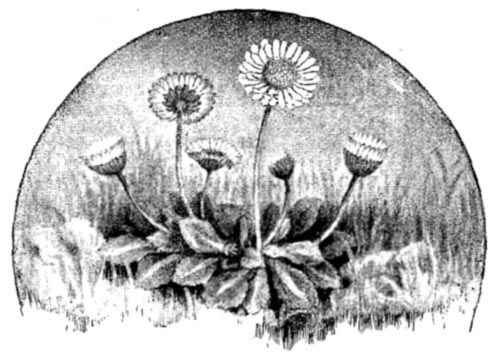 Daisies.