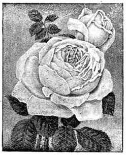 Garden Rose.