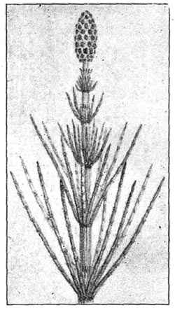 Horse-tail.